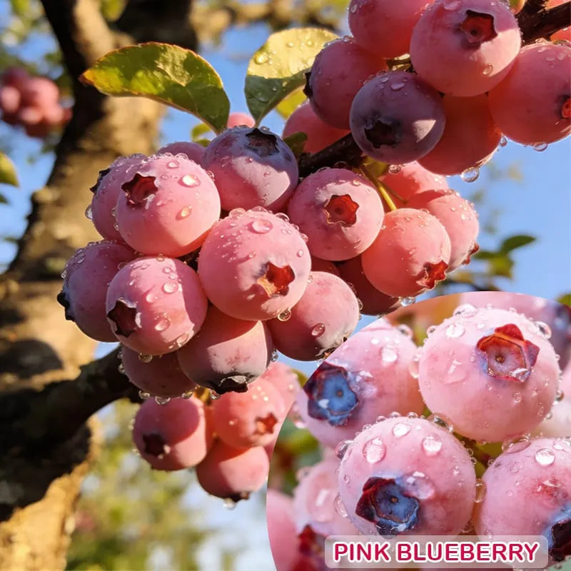 Garden Fresh Pink Blueberry Seeds