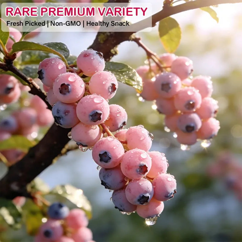 Garden Fresh Pink Blueberry Seeds