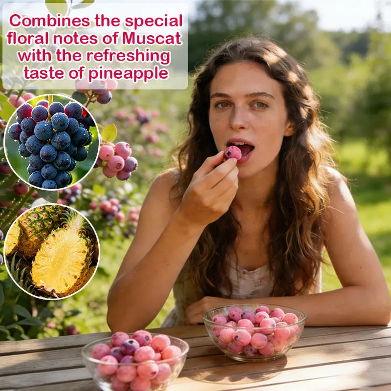 Garden Fresh Pink Blueberry Seeds