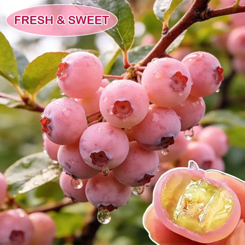 Garden Fresh Pink Blueberry Seeds