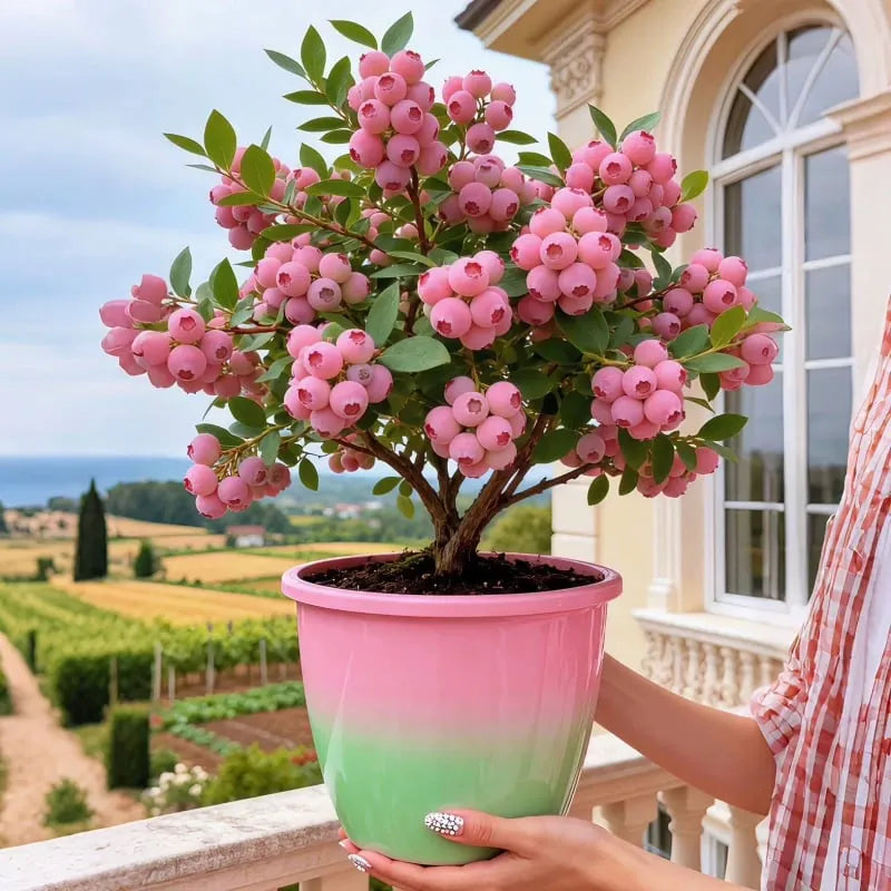 Garden Fresh Pink Blueberry Seeds