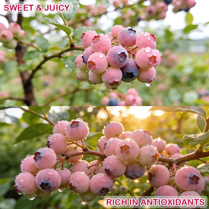 Garden Fresh Pink Blueberry Seeds